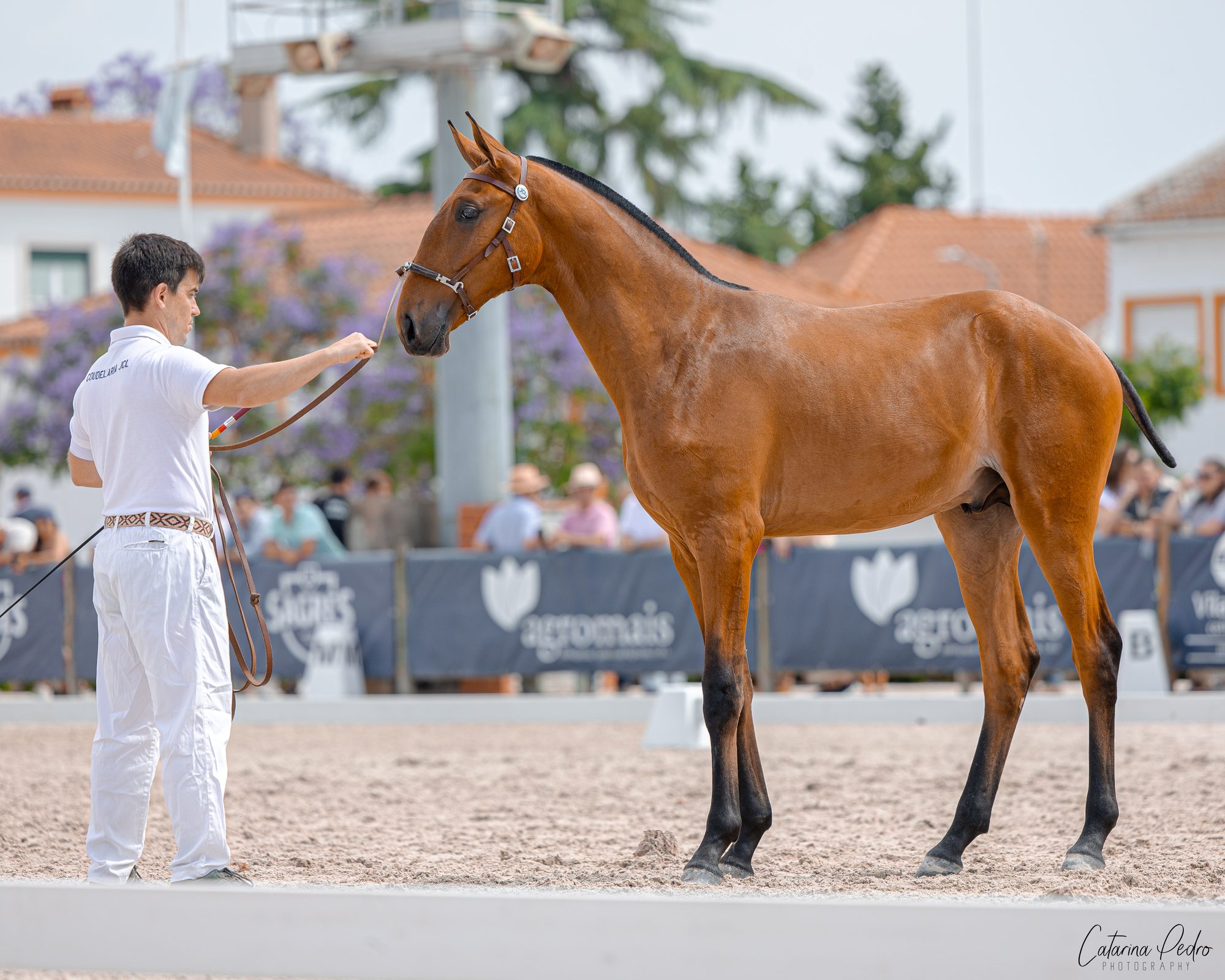 Vento JCL at show