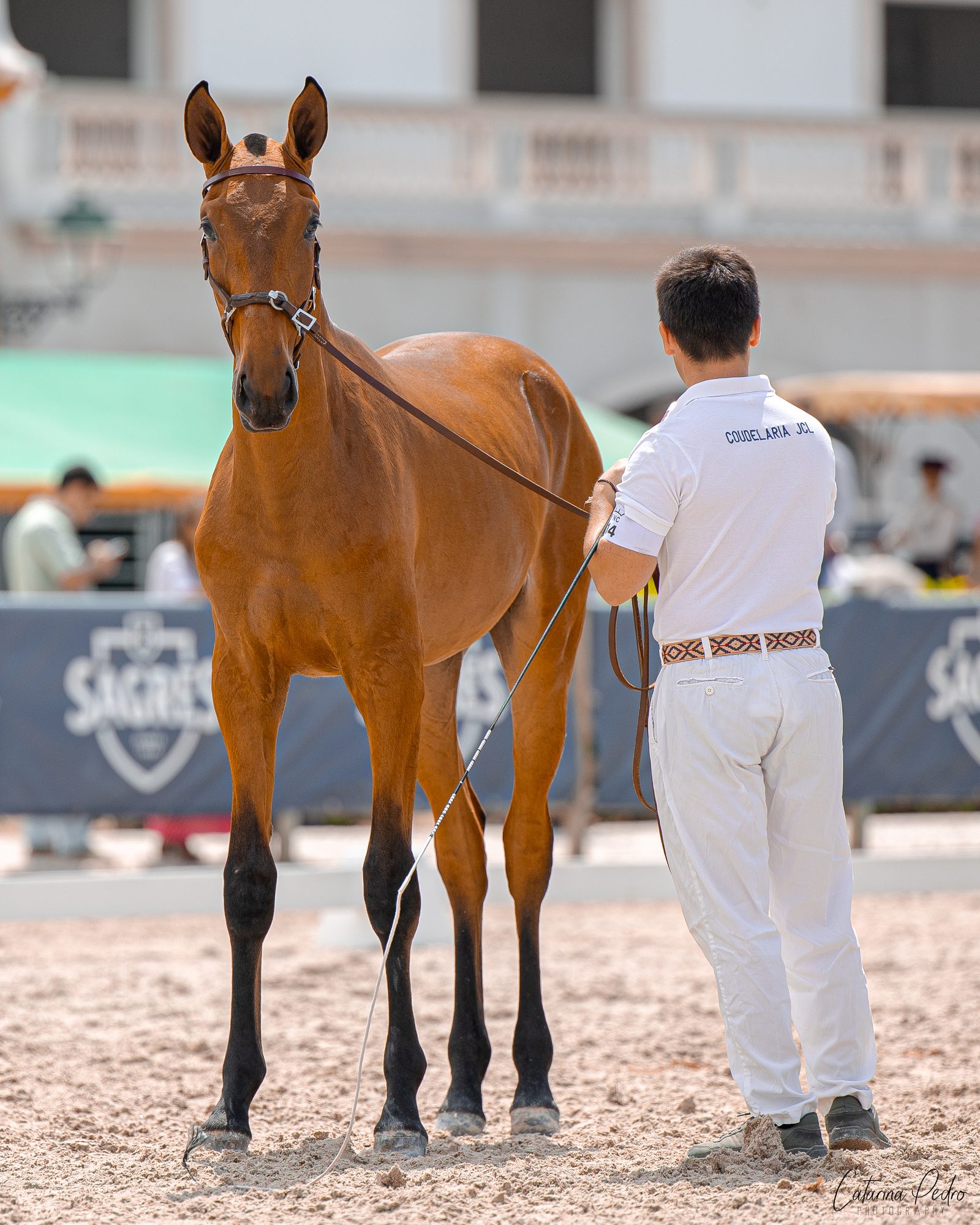 Vento JCL at trot